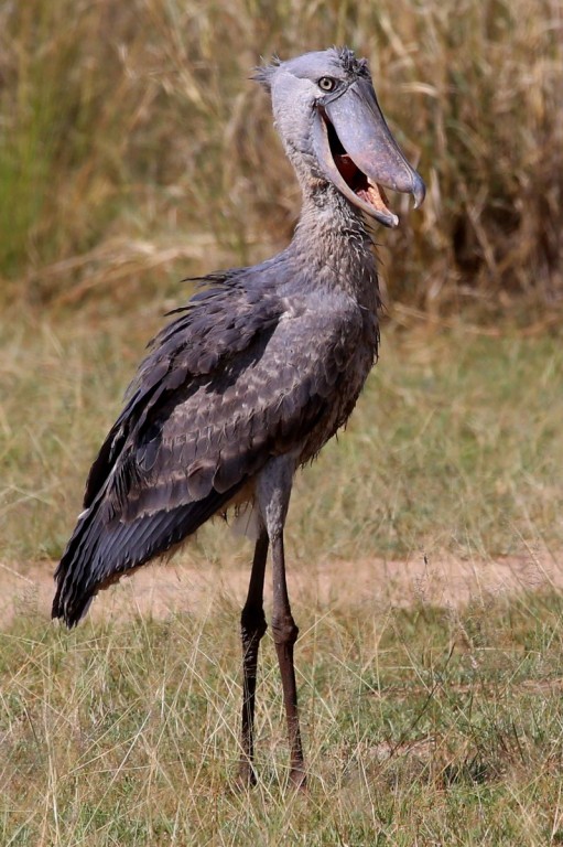 biga boi